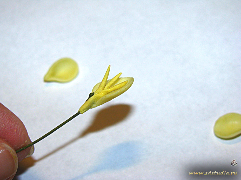 Лепка цветка фрезии из самоотвердевающего пластика Modena вирмы Padico