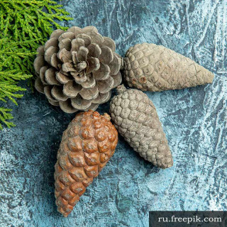 Сосновые шишки для поделок