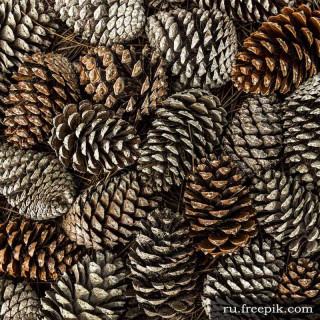 Крупные сосновые шишки для поделок